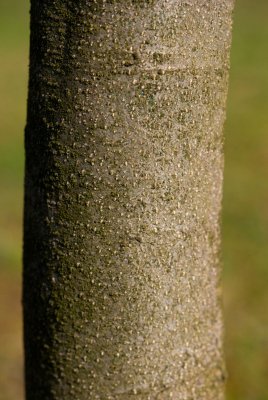 Fagus sylvatica 'Quercifolia' - buk lesní - kůra